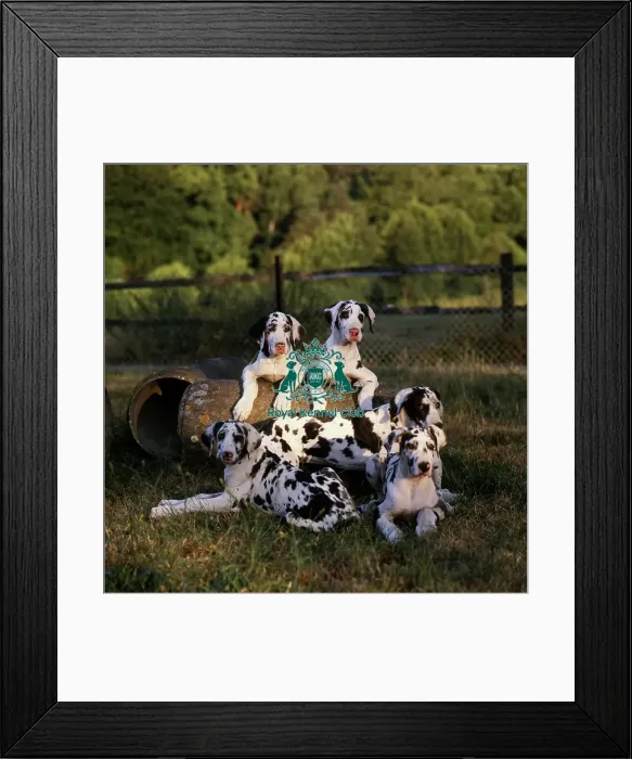 Framed Print : Great Danes Framed Print : Great Danes