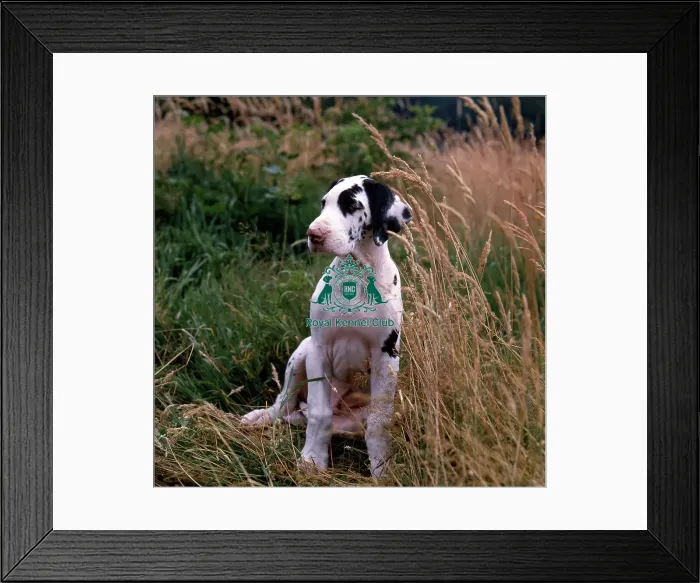 Framed Print : Great Dane Puppy Framed Print : Great Dane Puppy