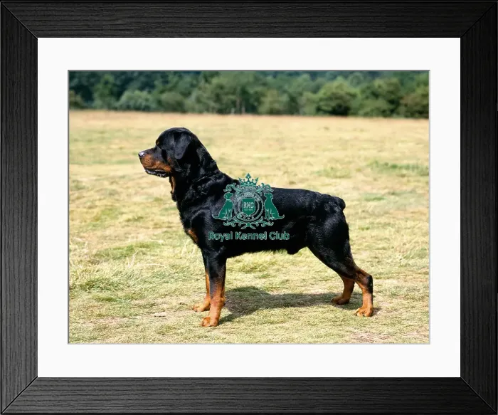 Framed Print : rottweiler Framed Print : rottweiler