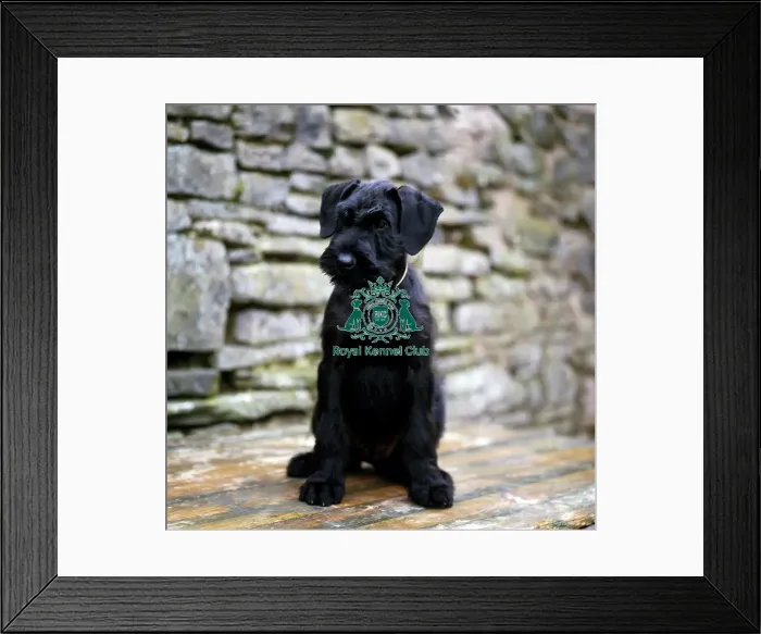 Framed Print : Giant Schnauzer Puppy Framed Print : Giant Schnauzer Puppy