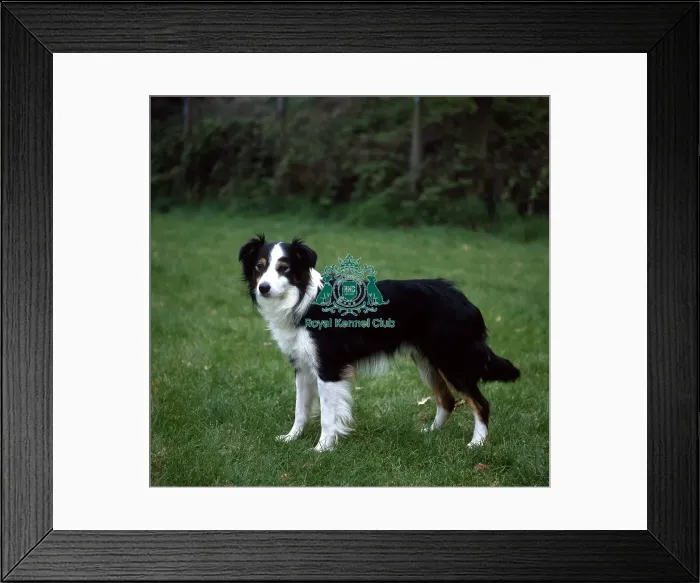 Framed Print : Border Collie Framed Print : Border Collie
