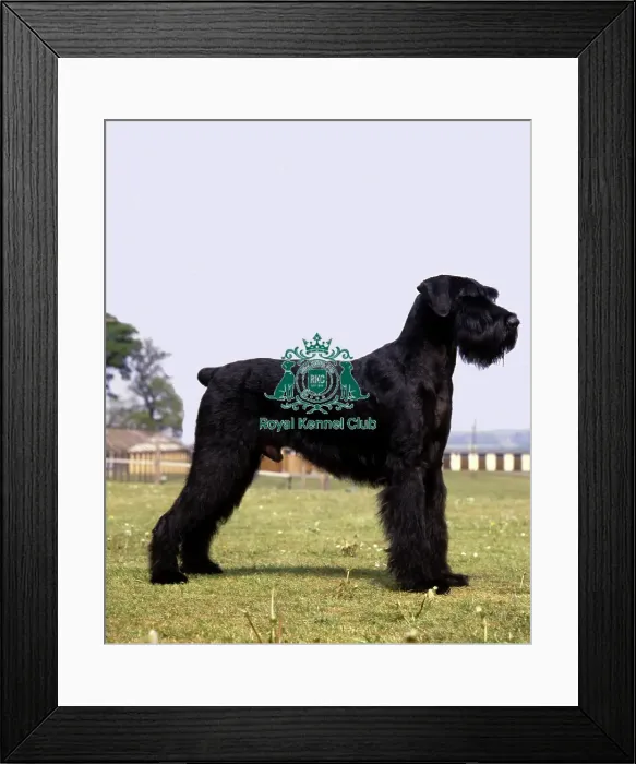 Framed Print : Giant Schnauzer Framed Print : Giant Schnauzer
