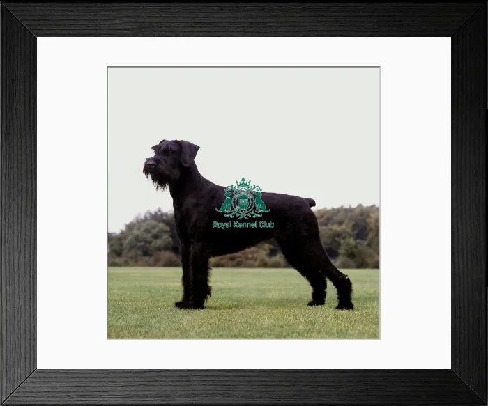 Framed Print : Giant Schnauzer Framed Print : Giant Schnauzer