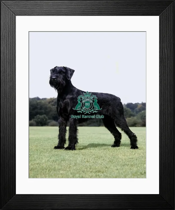 Framed Print : Giant Schnauzer Framed Print : Giant Schnauzer