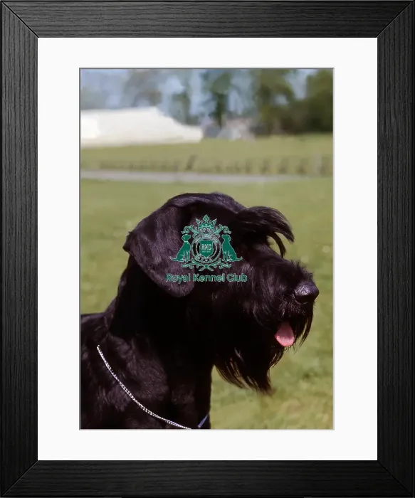 Framed Print : Giant Schnauzer Framed Print : Giant Schnauzer