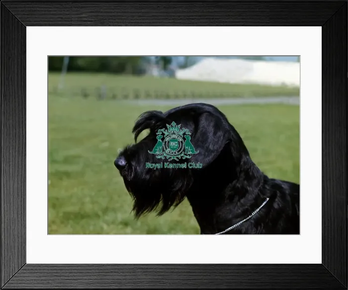 Framed Print : Giant Schnauzer Framed Print : Giant Schnauzer