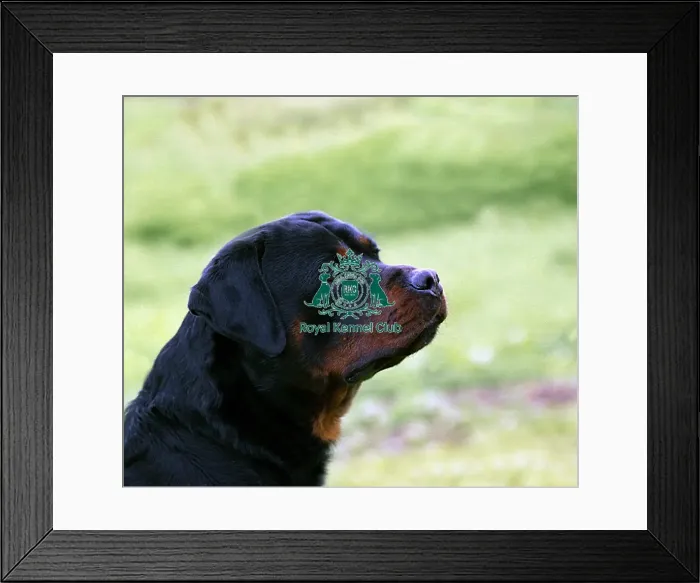  : Rottweiler