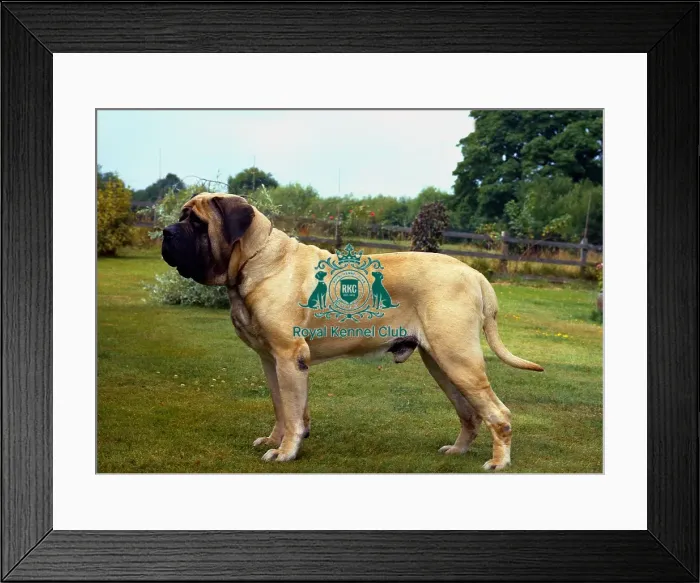 Framed Print : Mastiff. Ch Hollesley Medicine Man Framed Print : Mastiff. Ch Hollesley Medicine Man