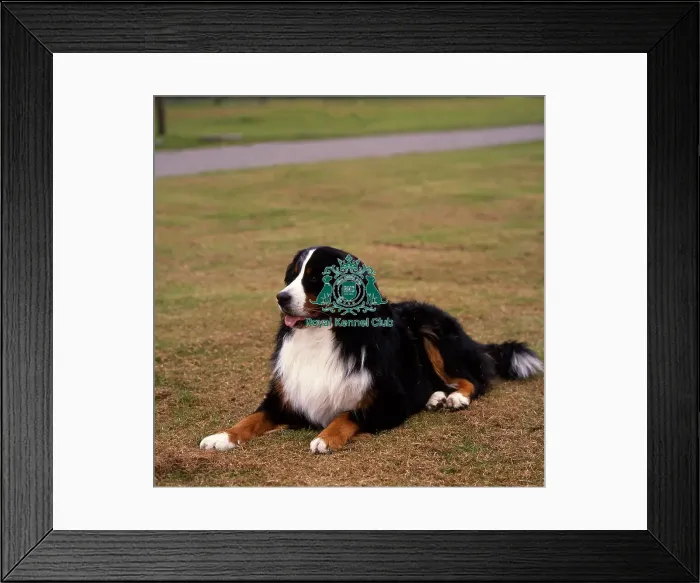 Framed Print : Bernese Mountain Dog Framed Print : Bernese Mountain Dog