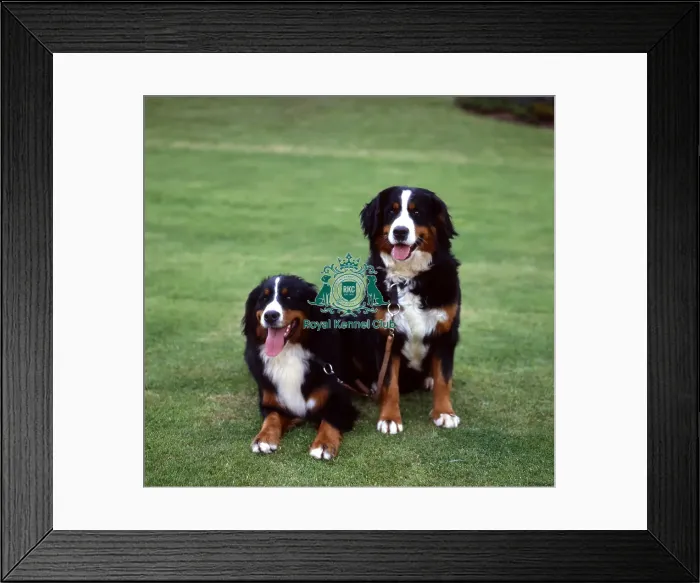 Framed Print : Bernese Mountain Dog Framed Print : Bernese Mountain Dog