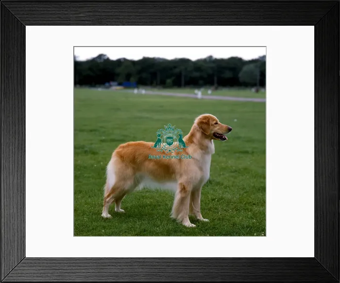 Framed Print : Hovawart Framed Print : Hovawart