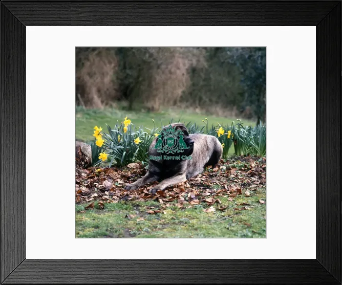 Framed Print : Mastiff Framed Print : Mastiff