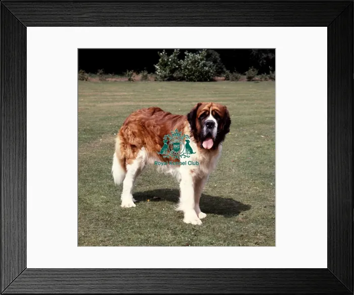 Framed Print : St Bernard Framed Print : St Bernard