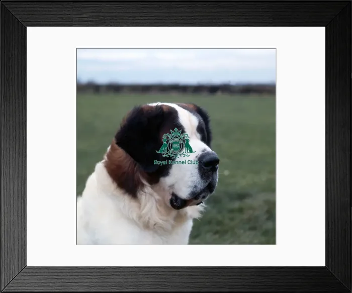 Framed Print : St Bernard Framed Print : St Bernard