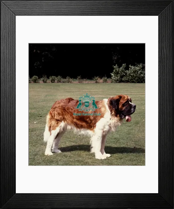 Framed Print : St Bernard Framed Print : St Bernard
