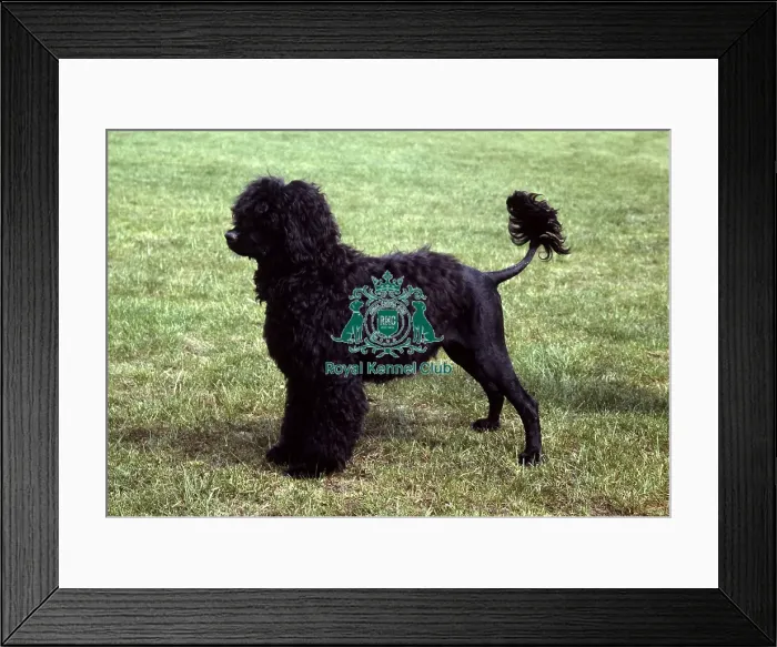 Framed Print : Portuguese Water Dog Framed Print : Portuguese Water Dog