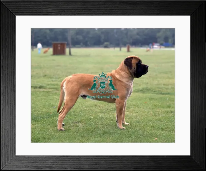 Framed Print : Mastiff Framed Print : Mastiff