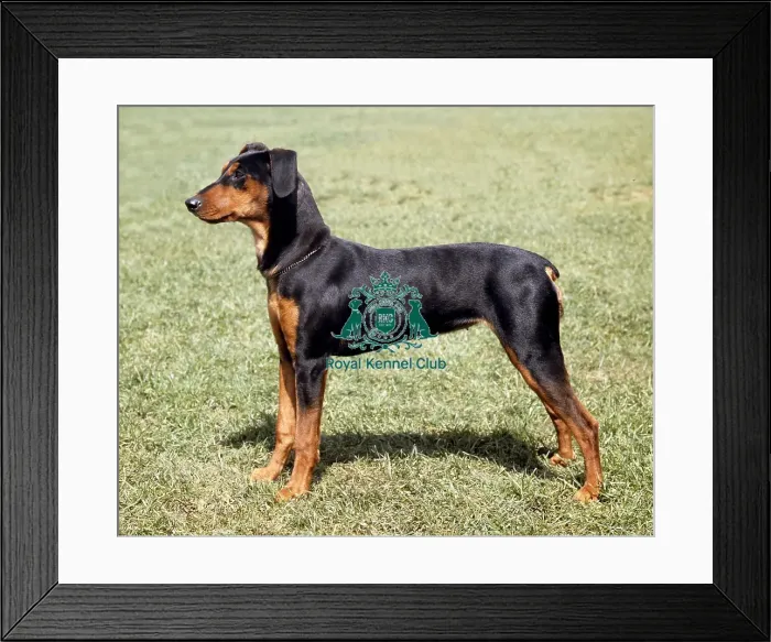 Framed Print : German Pinscher
