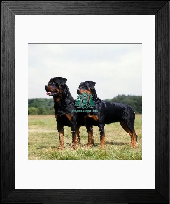 Framed Print : Rottweilers