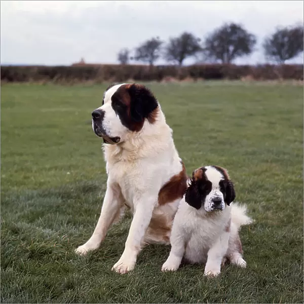 St Bernard and puppy
