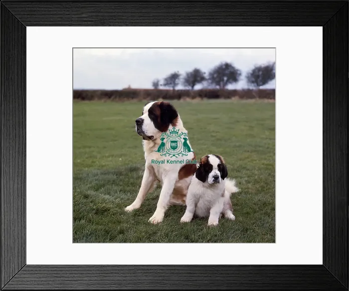 Framed Print : St Bernard and puppy Framed Print : St Bernard and puppy