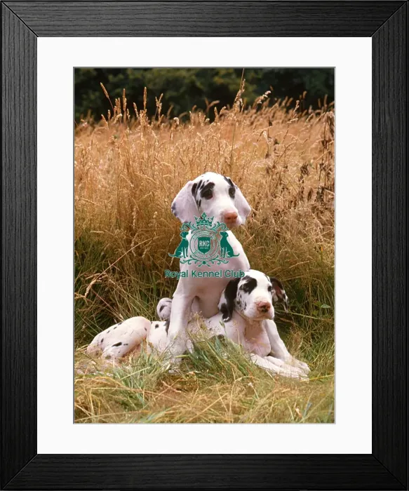 Framed Print : Great Dane puppy Framed Print : Great Dane puppy