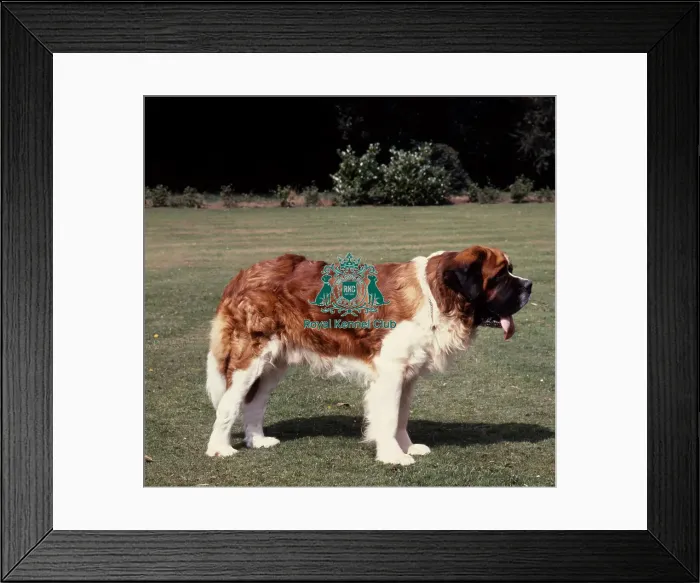 Framed Print : St. Bernard Framed Print : St. Bernard