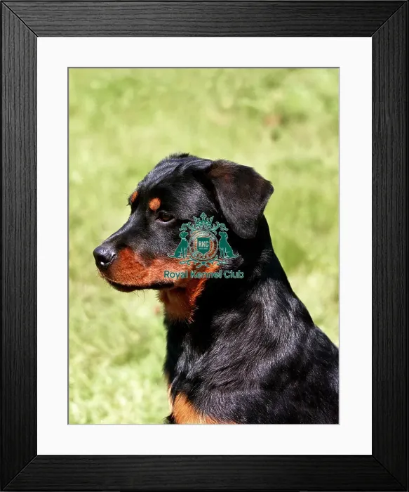 Framed Print : Rottweiler Puppy Framed Print : Rottweiler Puppy