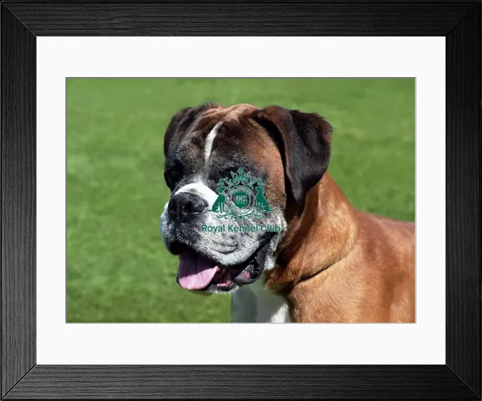 Framed Print : Boxer