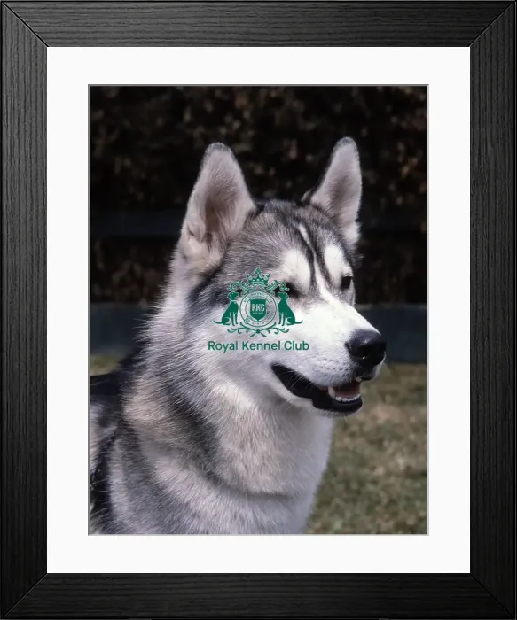 Framed Print : Siberian Husky
