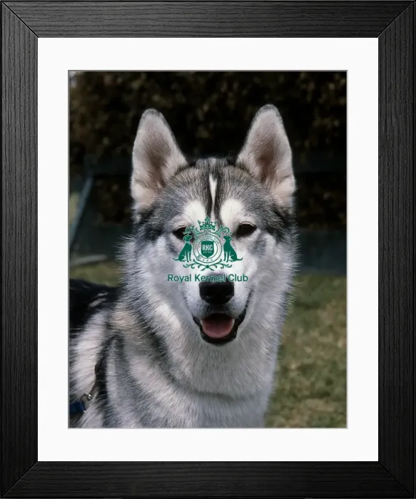 Framed Print : Siberian Husky