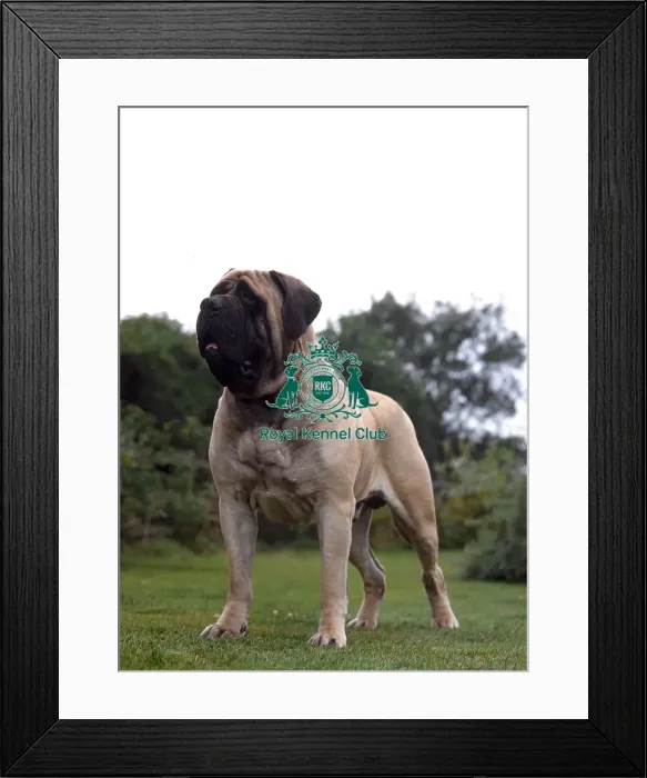 Framed Print : Mastiff