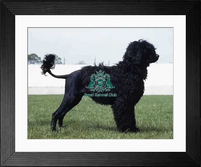 Framed Print : Portuguese Water Dog