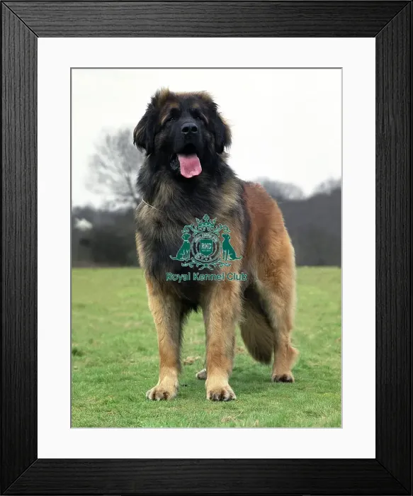 Framed Print : Leonberger Framed Print : Leonberger