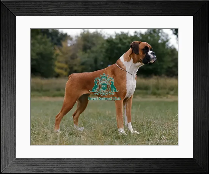 Framed Print : Boxer Framed Print : Boxer