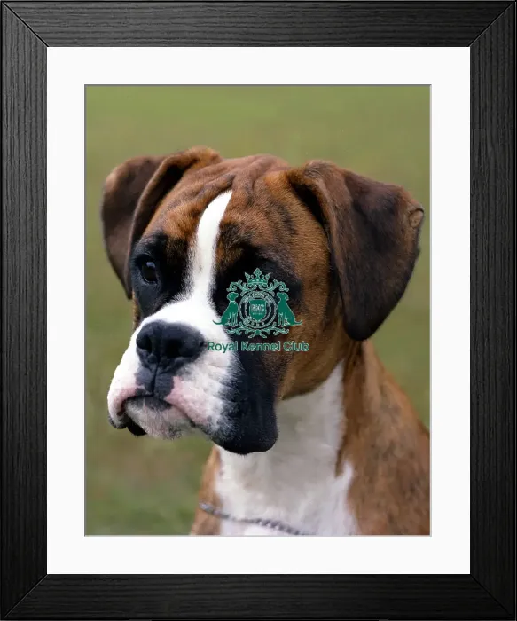 Framed Print : Boxer Framed Print : Boxer