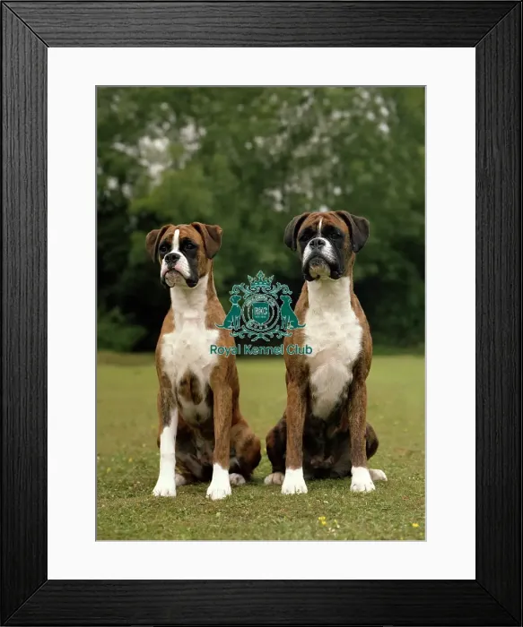 Framed Print : Boxers Framed Print : Boxers