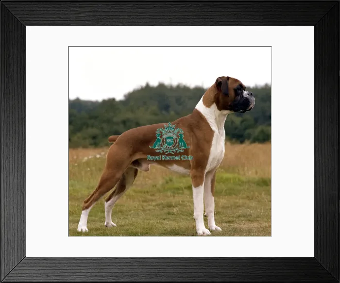 Framed Print : Boxer Framed Print : Boxer