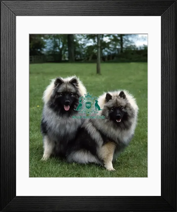 Framed Print : Keeshonds Framed Print : Keeshonds