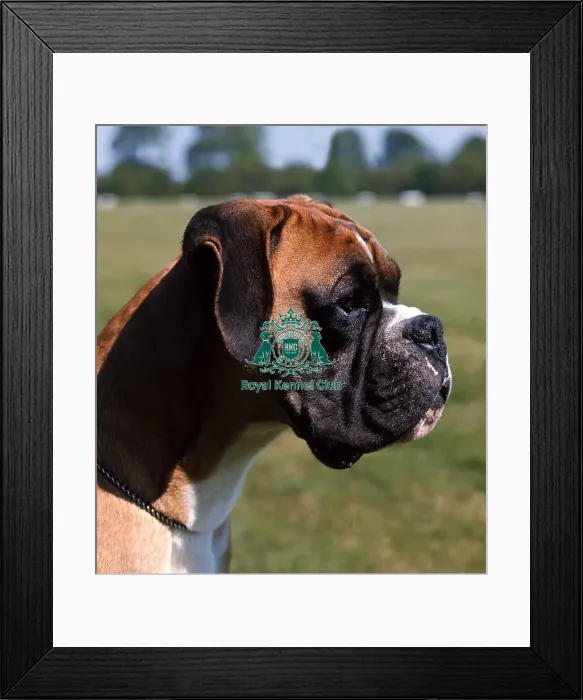 Framed Print : Boxer Framed Print : Boxer