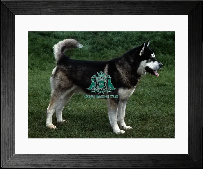Framed Print : Alaskan Malamute Framed Print : Alaskan Malamute