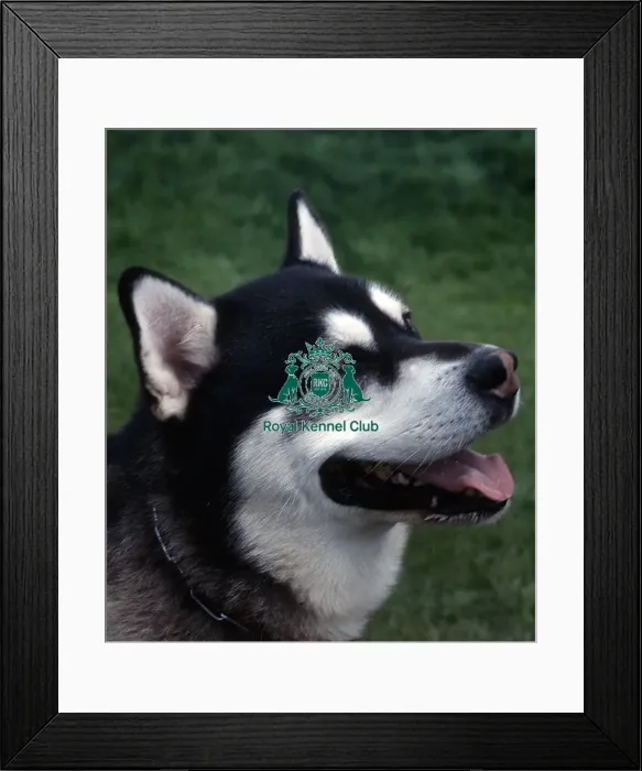 Framed Print : Alaskan Malamute Framed Print : Alaskan Malamute