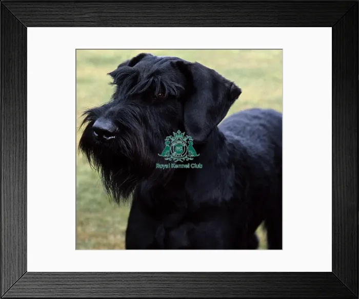 Framed Print : Giant Schnauzer Framed Print : Giant Schnauzer