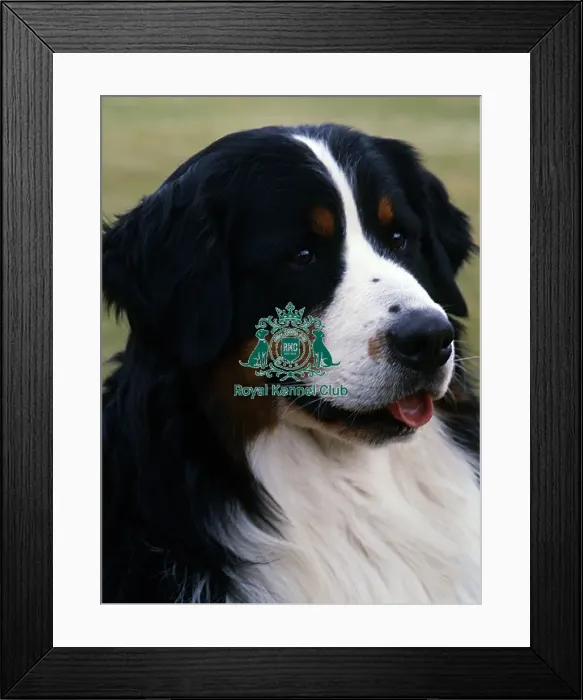 Framed Print : Bernese Mountain Dog Framed Print : Bernese Mountain Dog