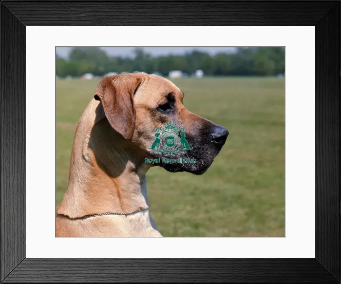 Framed Print : Great Dane