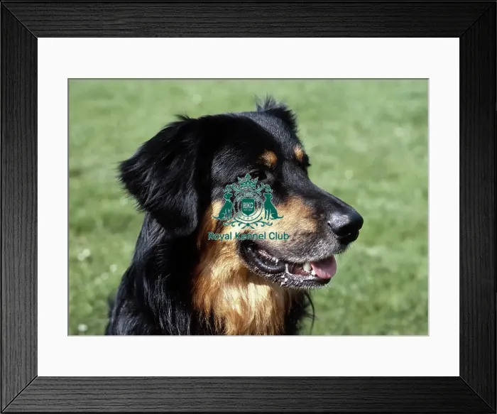 Framed Print : Hovawart Framed Print : Hovawart