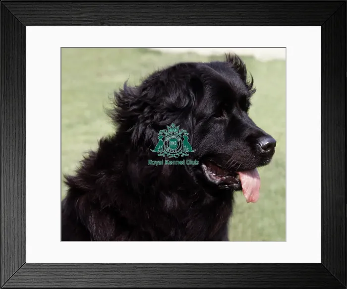 Framed Print : Newfoundland Framed Print : Newfoundland