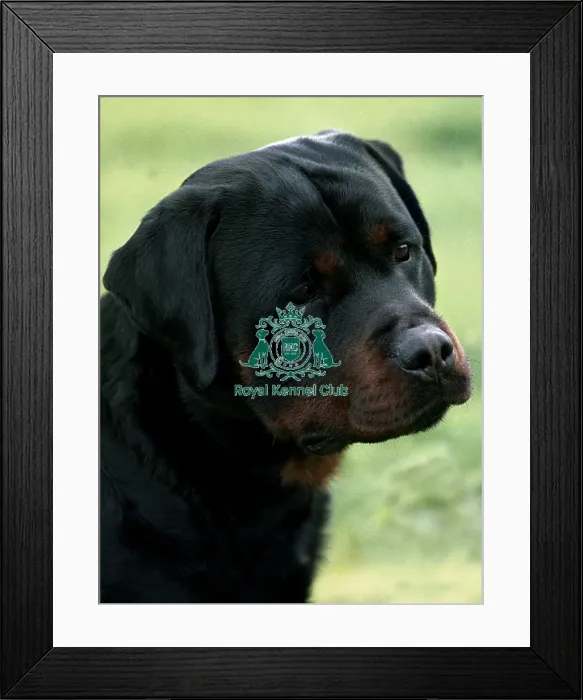 Framed Print : Rottweiler Framed Print : Rottweiler