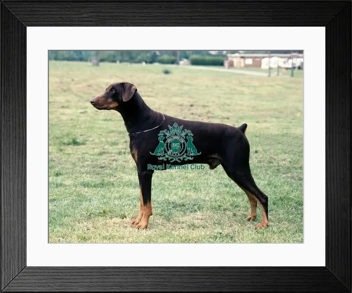 Framed Print : Dobermann Framed Print : Dobermann