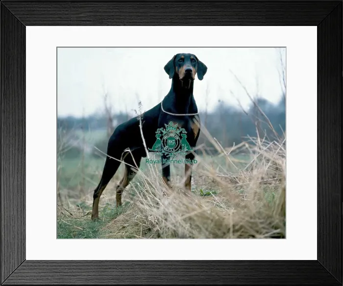 Framed Print : Dobermann Framed Print : Dobermann